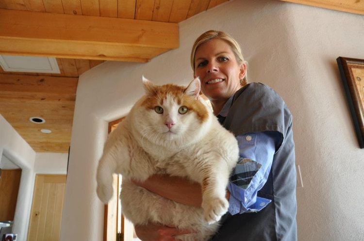 Miau, el gato más gordo
