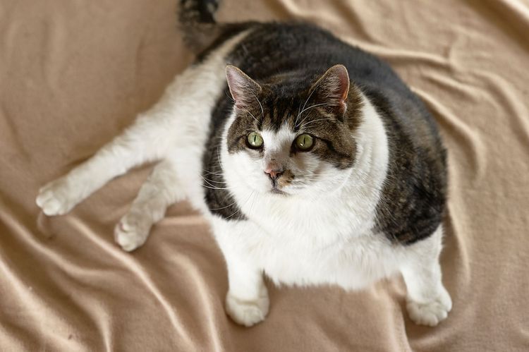 El gato gordo Elvis