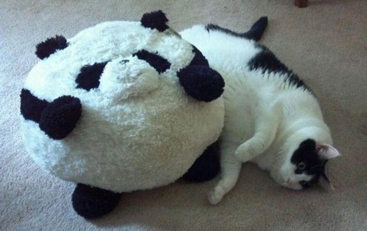 Gato gordo blanco y negro