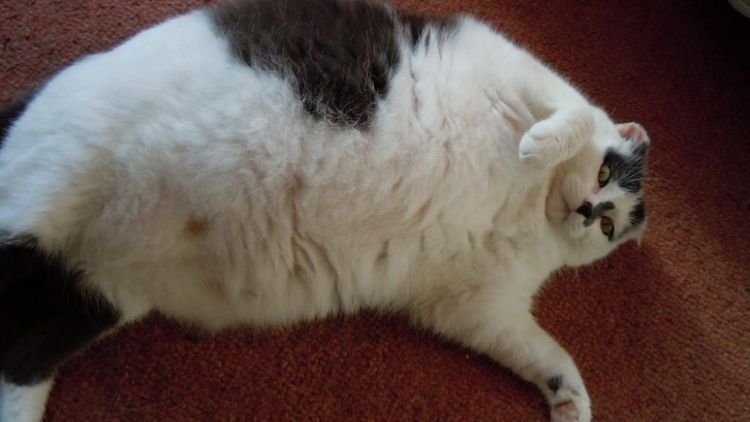 Gato gordo Snezhok