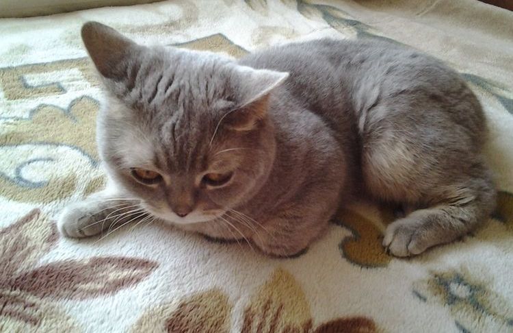 Gato triste