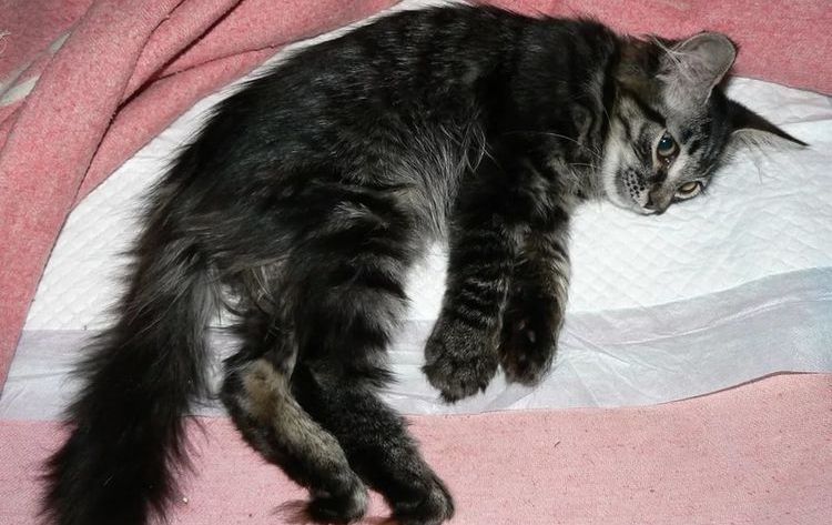 Parálisis de las patas traseras en gatos