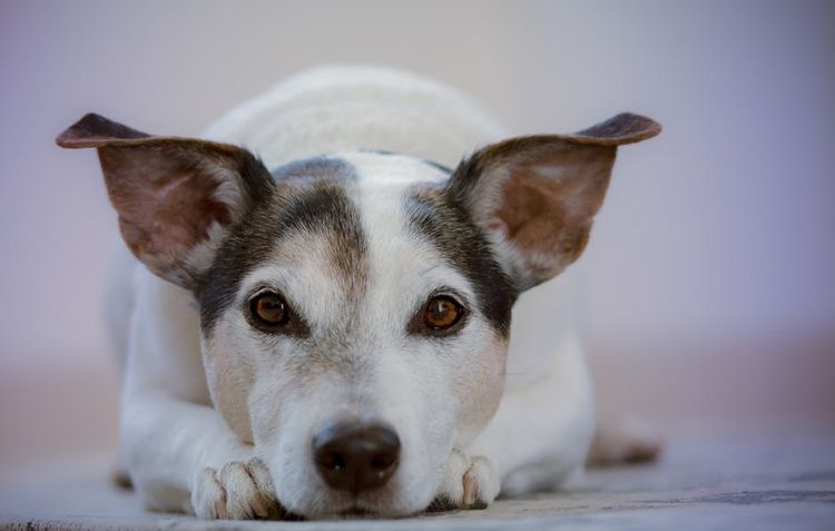 El perro está tumbado