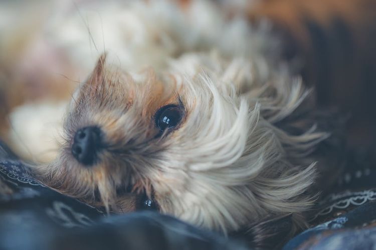 Cachorro tumbado en la cama