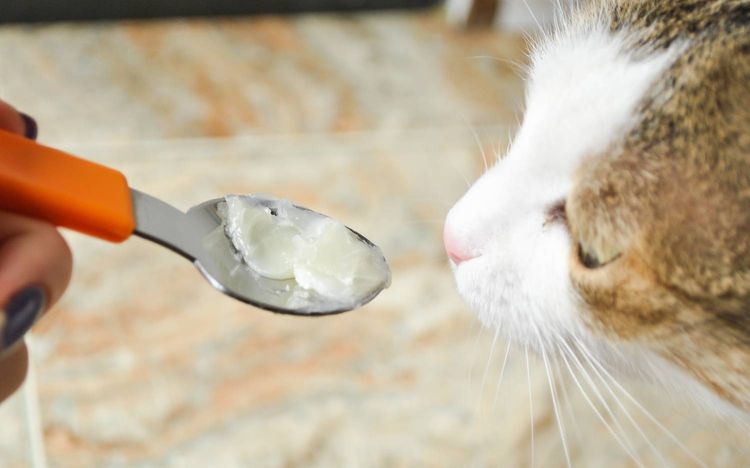 Al gato se le administra aceite de vaselina con una cuchara.