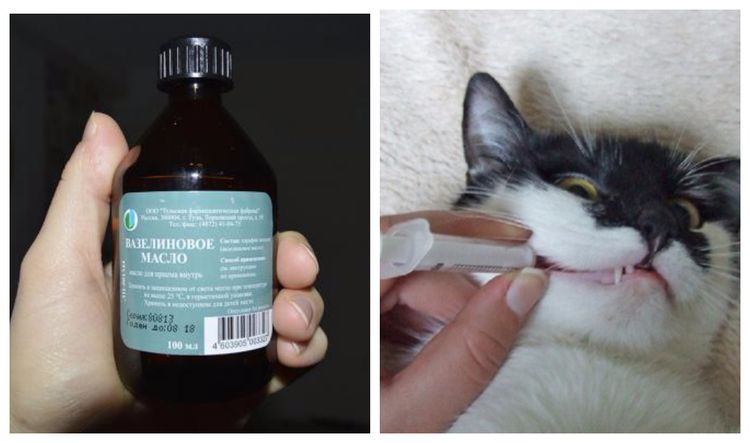 Al gato se le administra aceite de vaselina con una jeringa.