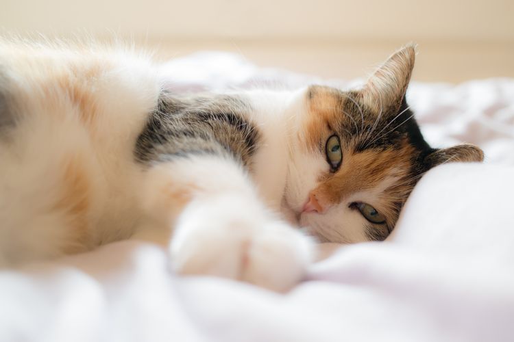 El gato está tumbado