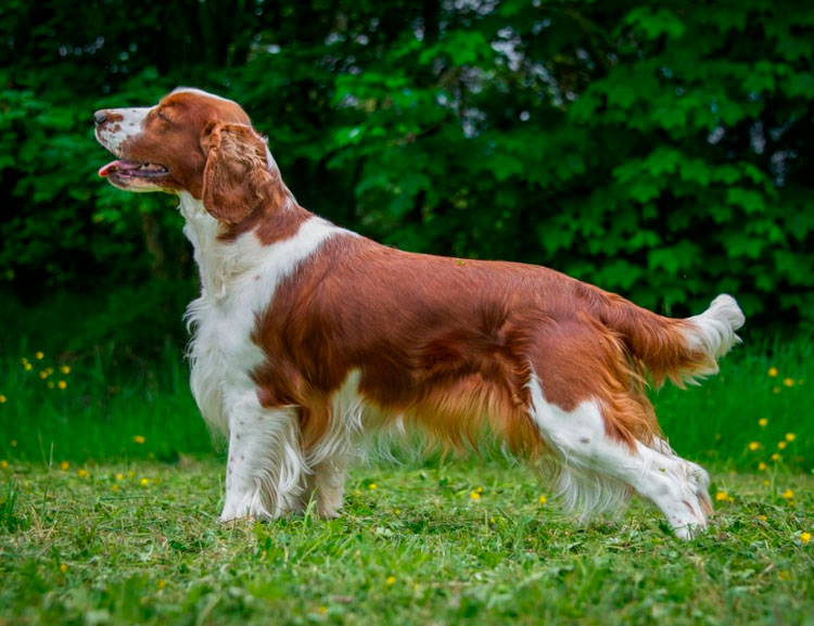 raza de perro Welsh springer spaniel
