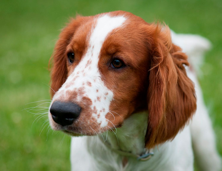 perro Welsh springer spaniel
