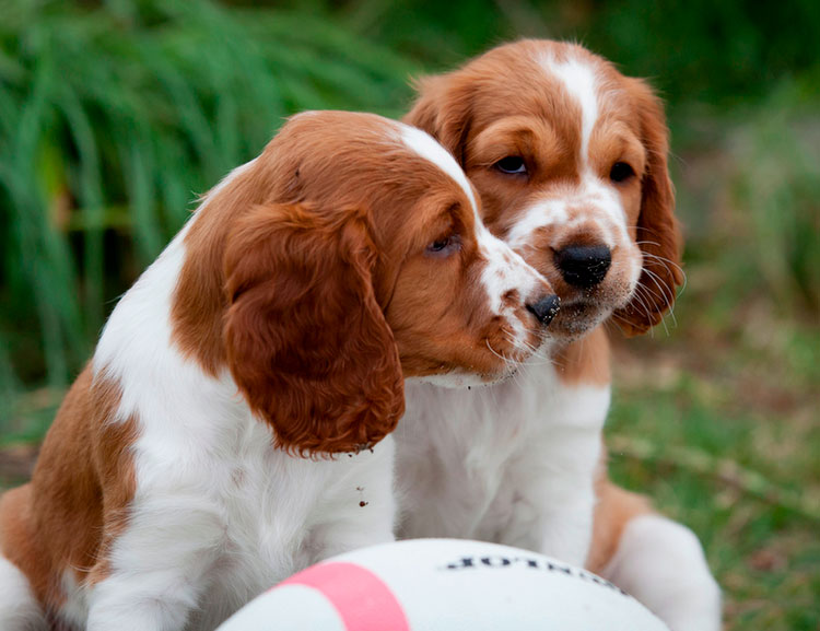 cachorros de raza springer spaniel galés