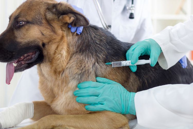 Intramuskuläre Injektion beim Hund