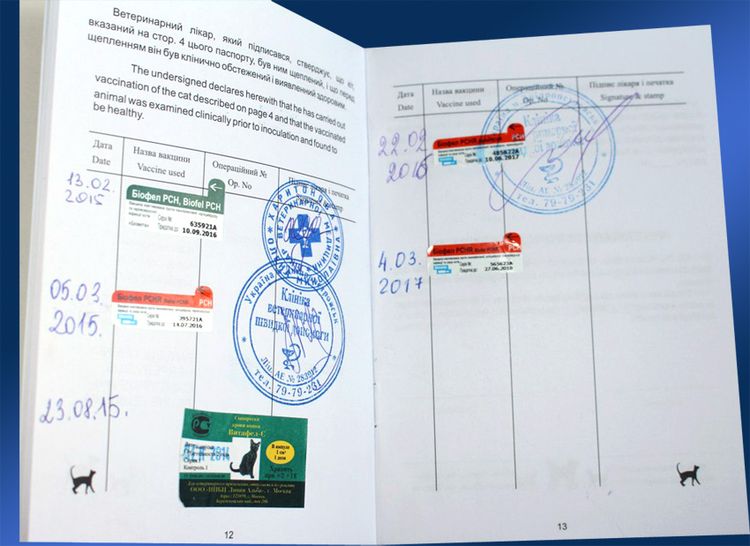 Pasaporte veterinario para gato