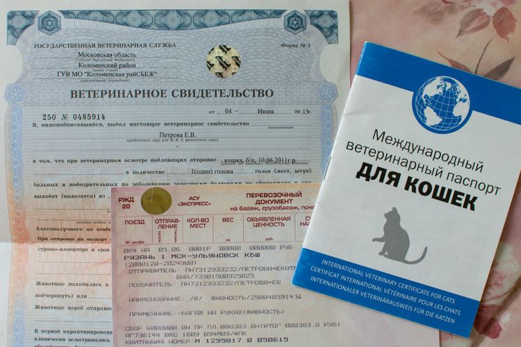 Pasaporte veterinario internacional para gatos