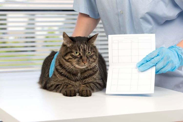Pasaporte veterinario para gato