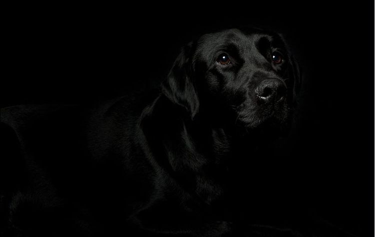 El perro en la oscuridad