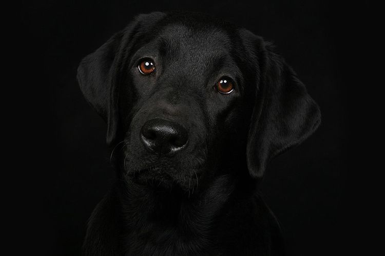 Labrador en la oscuridad