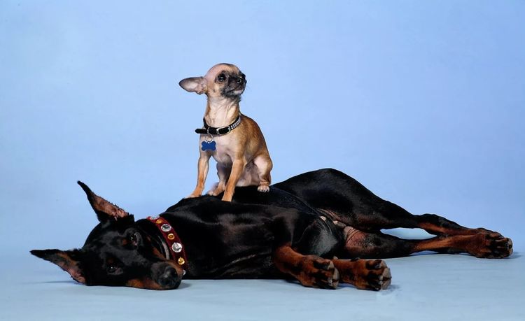 Doberman y Toy Terrier