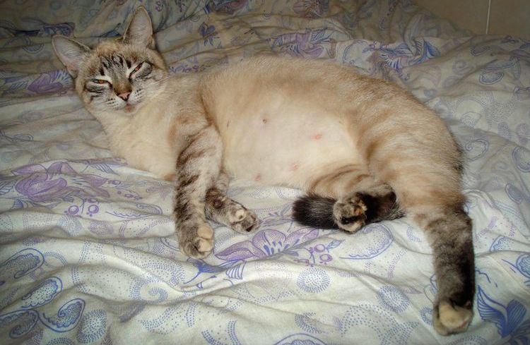 Secreciones en una gata durante el embarazo