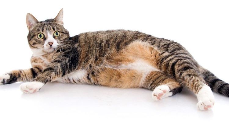 Gata embarazada