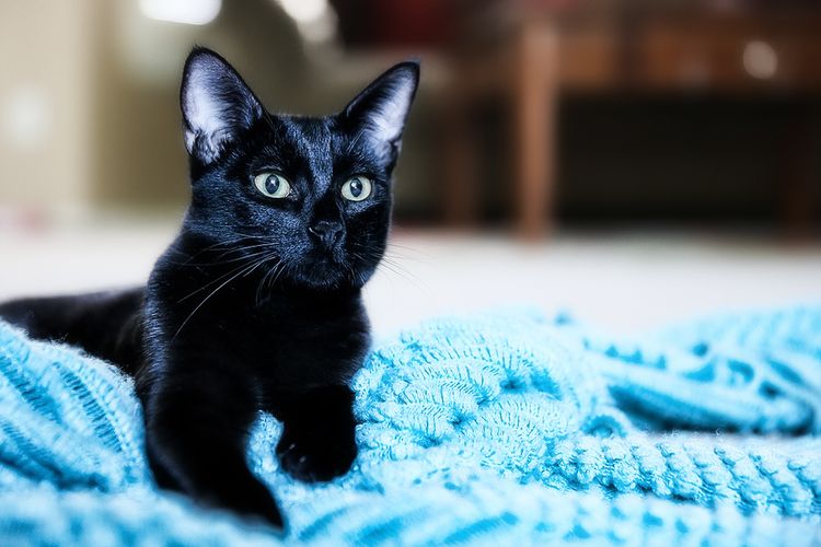 La gata negra sobre la manta