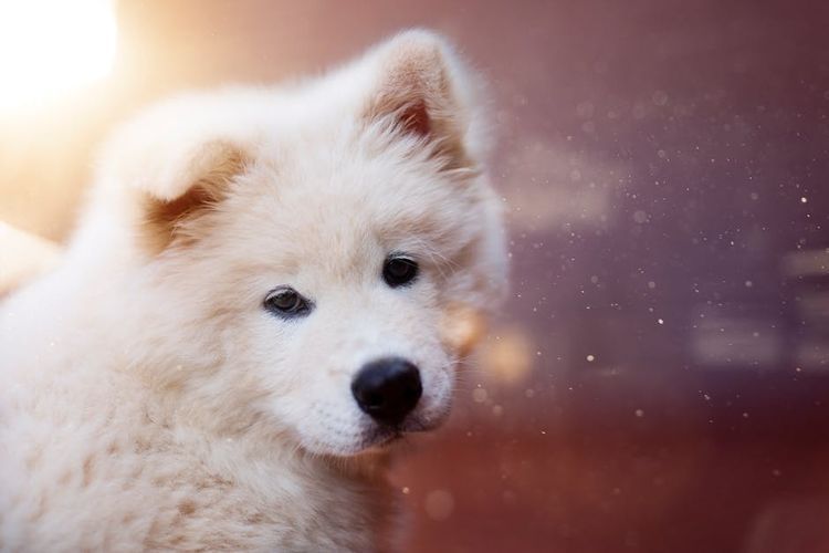 Perro esponjoso
