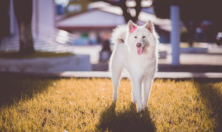 Perro blanco con lazo