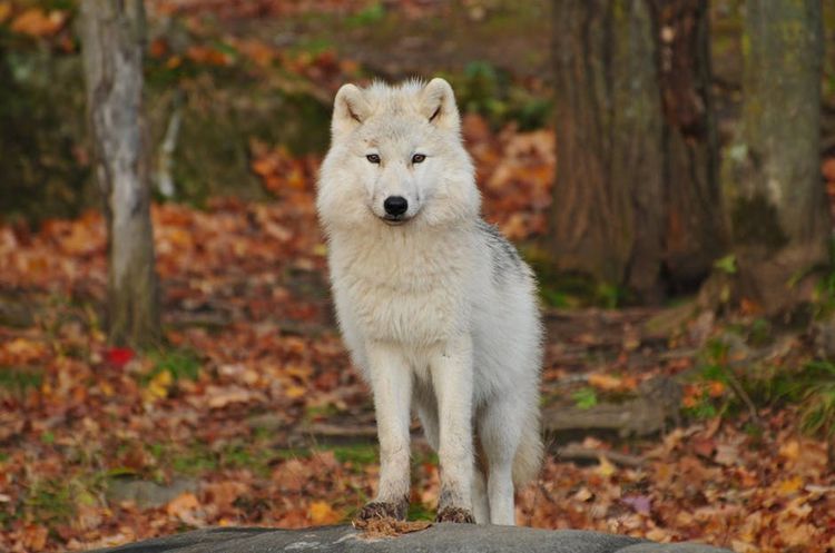 Perro en el bosque