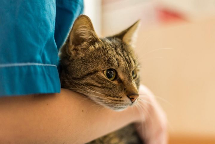 Gato en la consulta con el veterinario