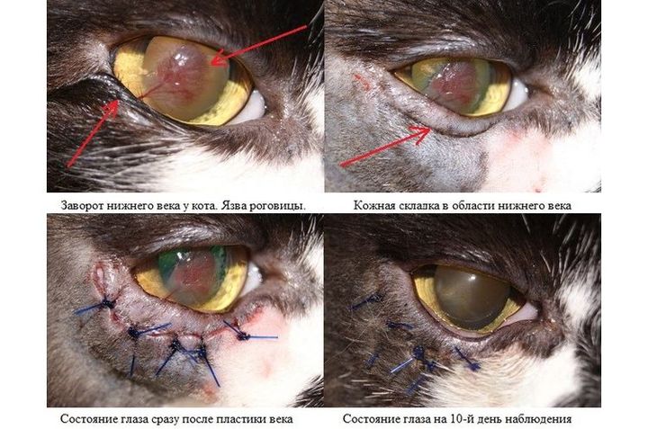 Cirugía del entropión en un gato