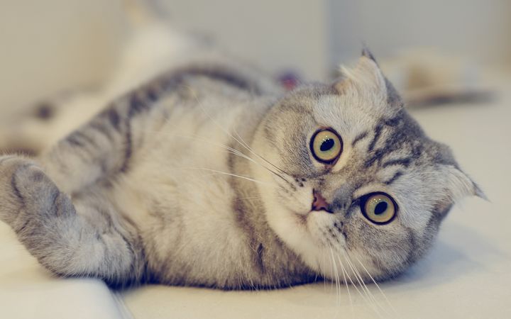 Entropión en gatos
