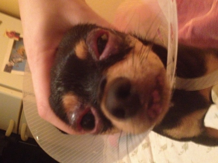 blefaritis en toy terrier