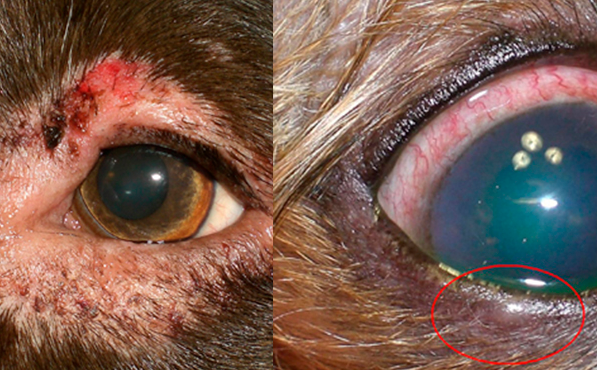 blefaritis con queratoconjuntivitis en perros