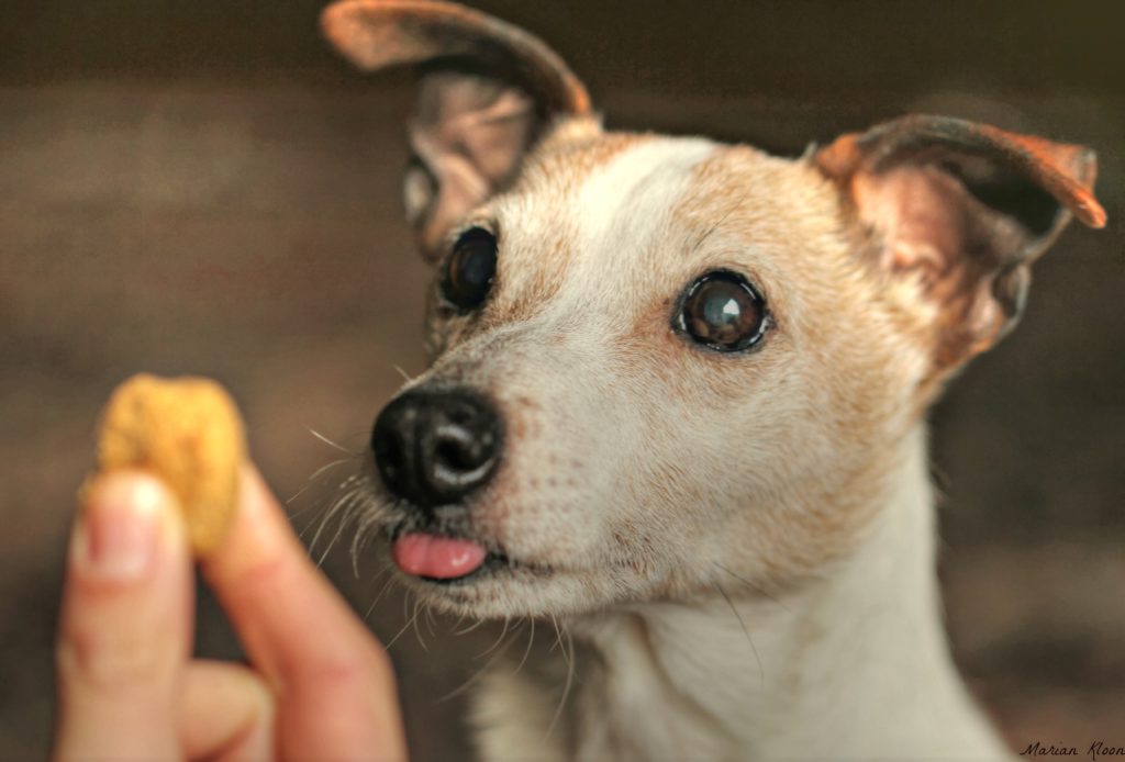 cataratas en el Jack Russell Terrier