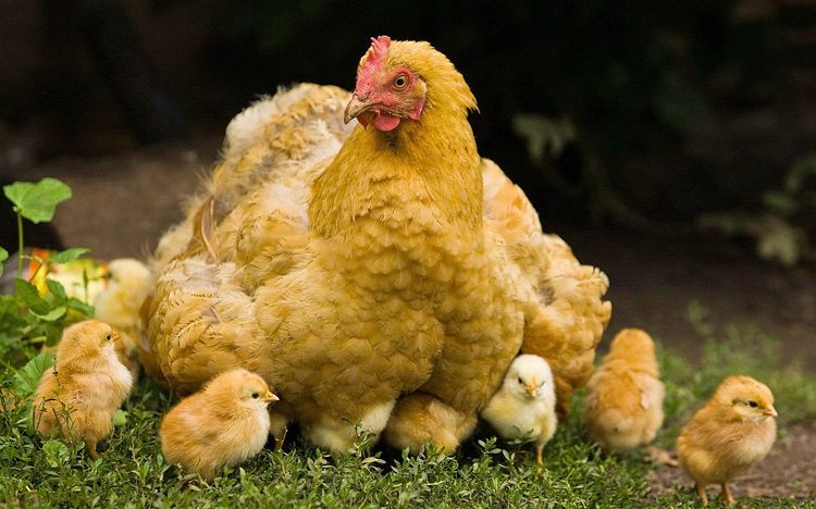 Pollo