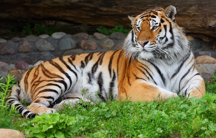 Tigre de Amur