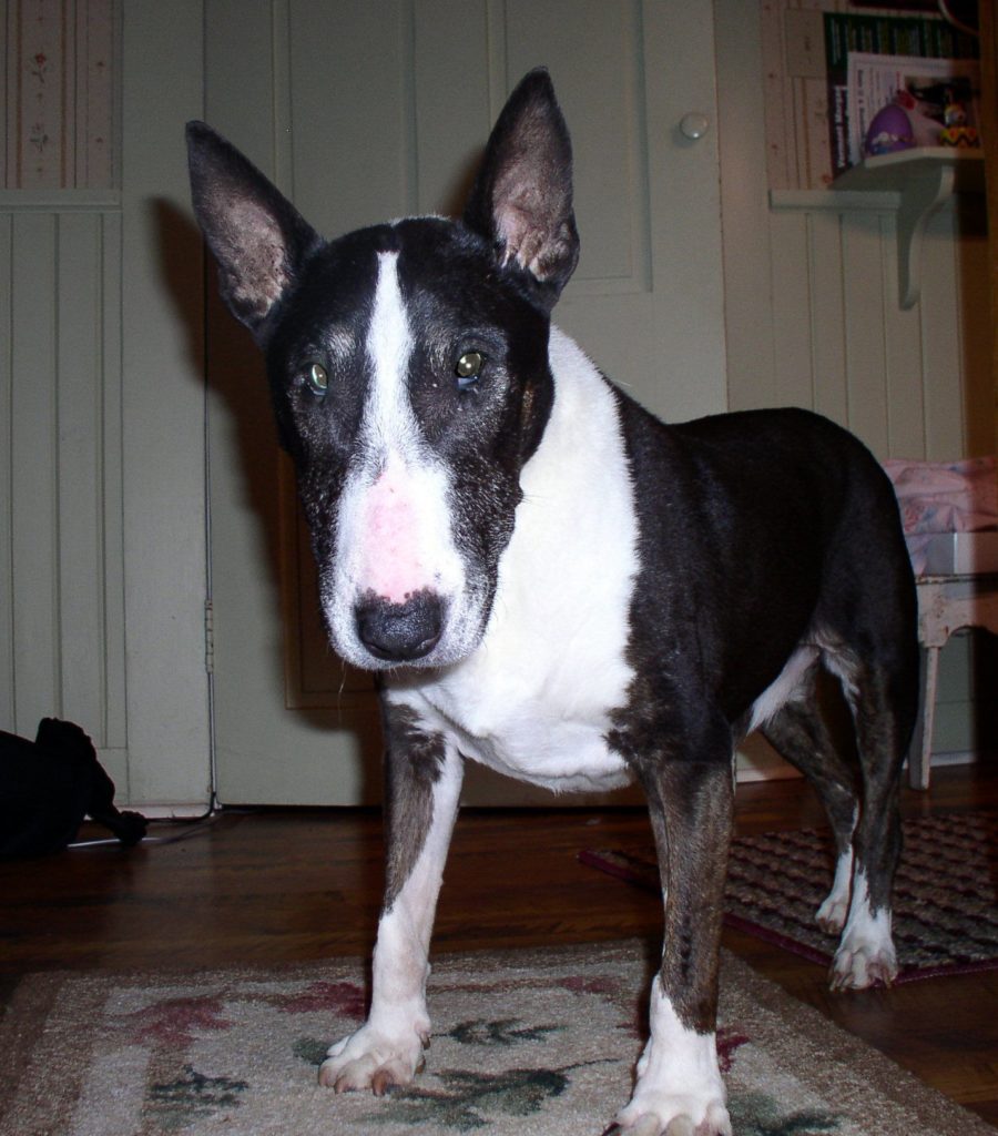 catarata en un bull terrier