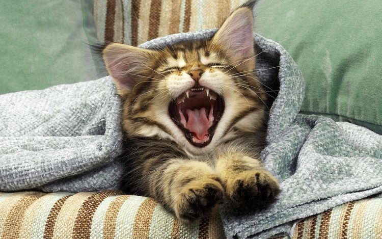 El gatito bosteza