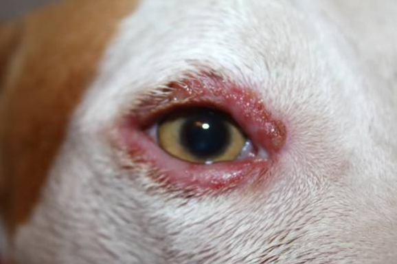 inflamación del párpado en perros