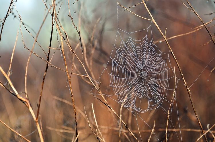 Telaraña