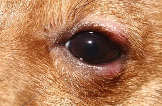 síntomas de la blefaritis en perros