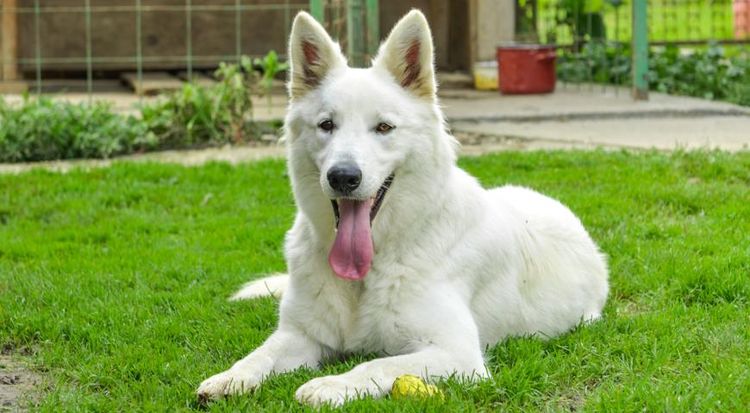 Perro blanco