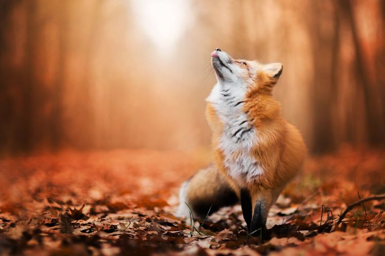 Zorro en el bosque