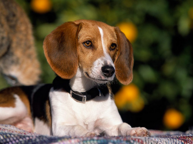 Cachorro de foxhound americano