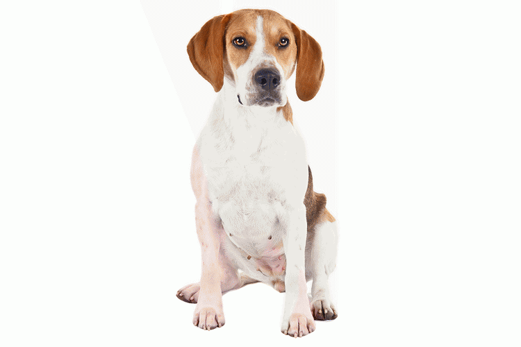 raza de perro Foxhound Americano