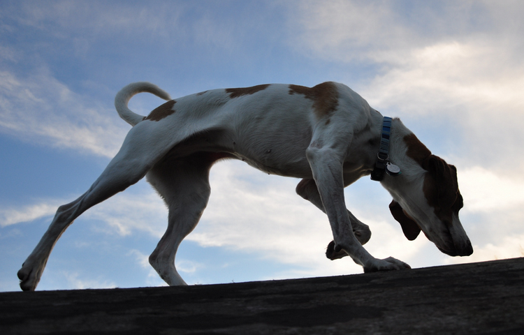 Foxhound Americano en la caza