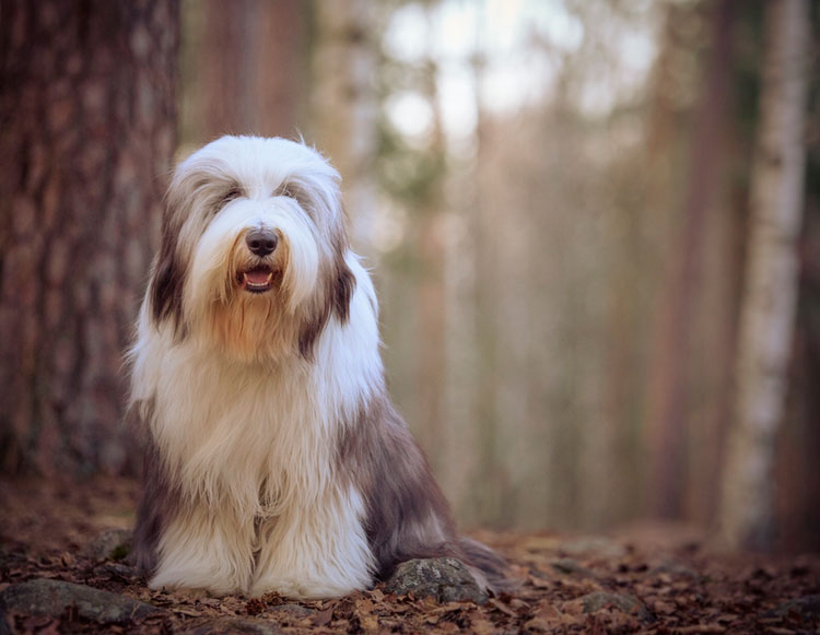 perro de raza Bearded Collie