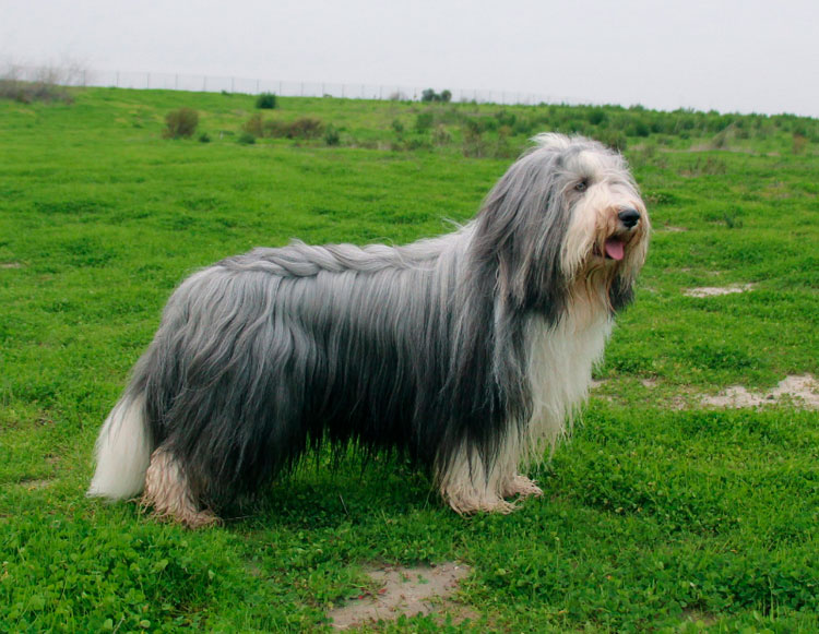 Raza de perro Collie Barbudo