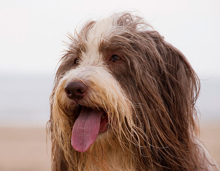 Perro barbudo