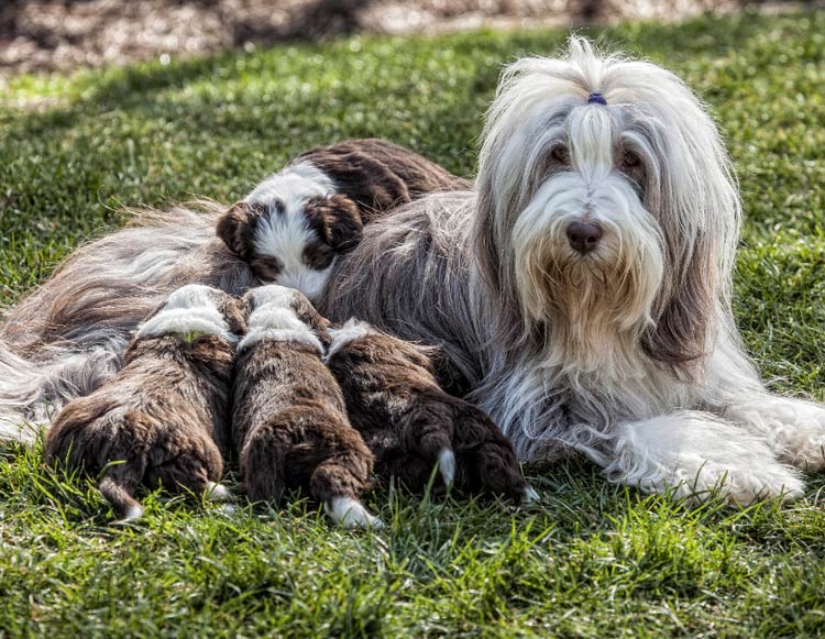 Bearded Collie con cachorros