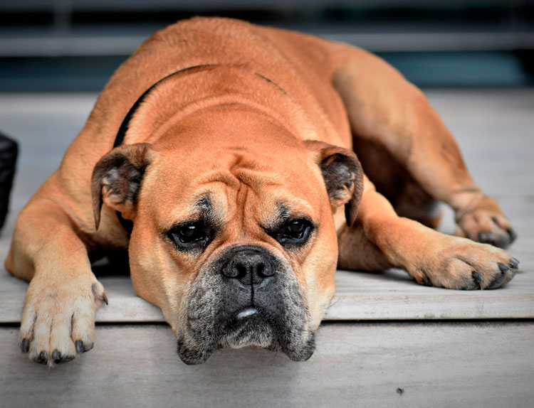 raza de perros Bulldog Continental